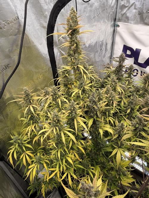 Banana Guava Auto. Week 8
