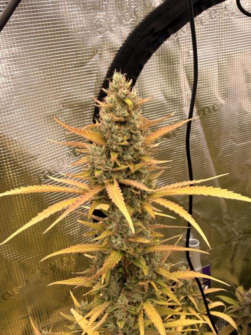 Banana Guava Auto. Week 8