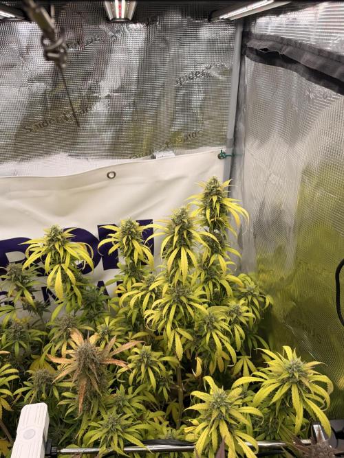 Banana Guava Auto. Week 8