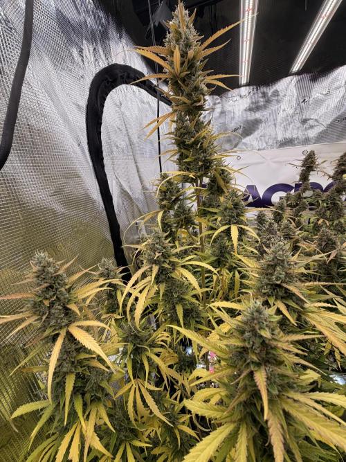 Banana Guava Auto. Week 8