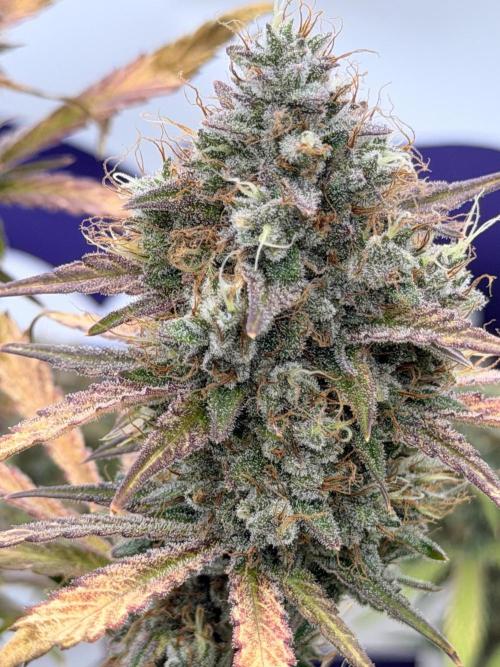 Guava Sundae Auto. Week 8