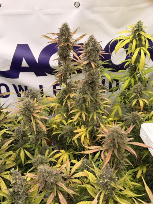 Guava Sundae Auto. Week 8