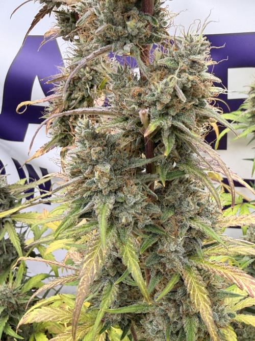 Guava Sundae Auto. Week 8