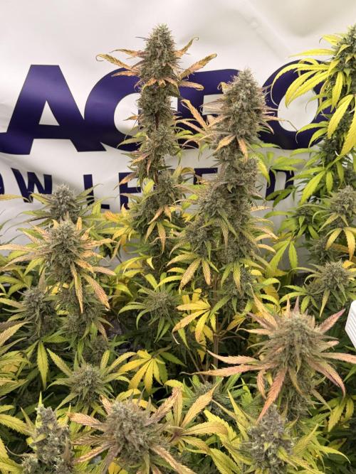 Guava Sundae Auto. Week 8