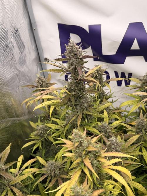 Guava Runtz Auto. Week 8