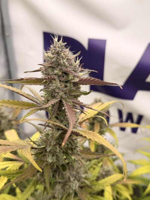 Guava Runtz Auto. Week 8