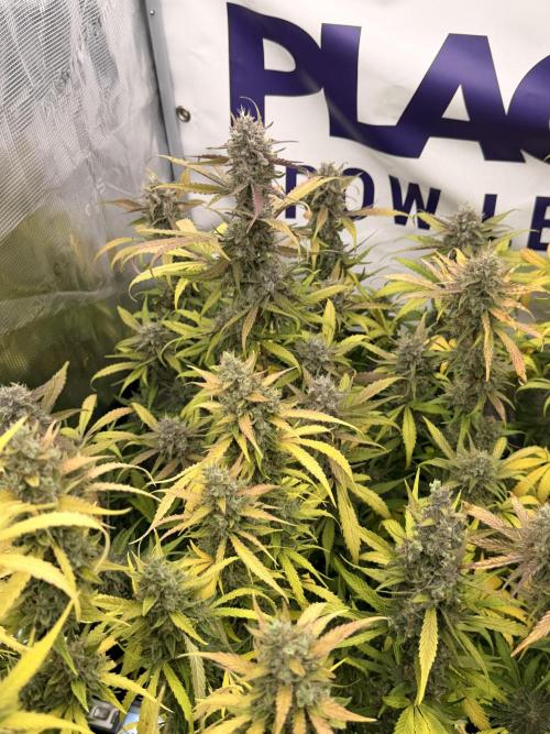 Guava Runtz Auto. Week 8