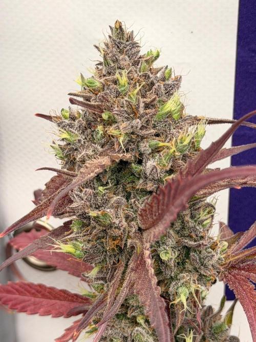Guava Sundae Auto. Week 10