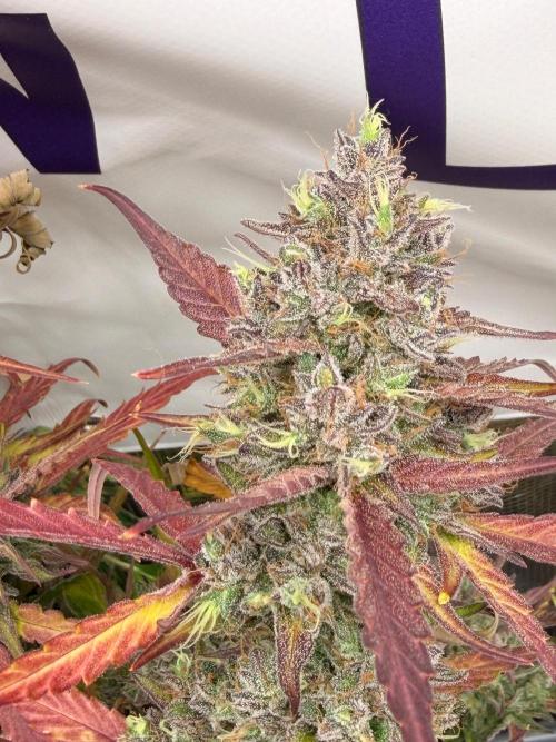 Guava Sundae Auto. Week 10