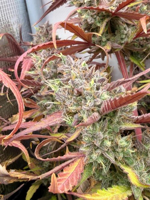 Guava Sundae Auto. Week 10