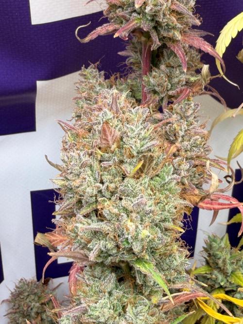 Guava Runtz Auto. Week 10