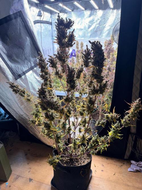 Strawberry Gorilla RF3 Auto. Week 9