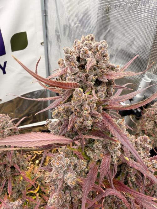 Strawberry Gorilla RF3 Auto. Week 9