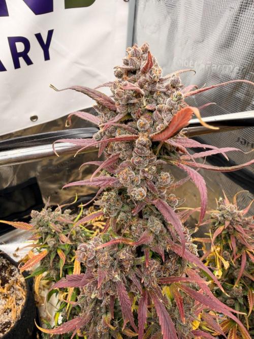Strawberry Gorilla RF3 Auto. Week 9