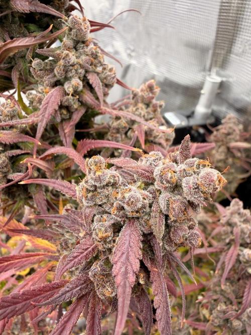 Strawberry Gorilla RF3 Auto. Week 9
