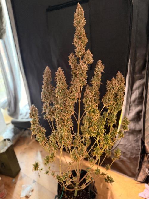 Banana Guava Auto. Week 9