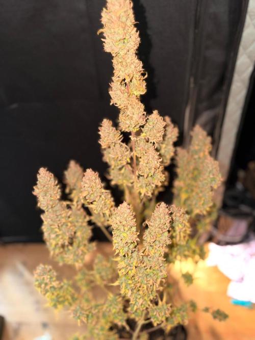 Banana Guava Auto. Week 9