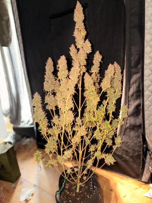 Banana Guava Auto. Week 9