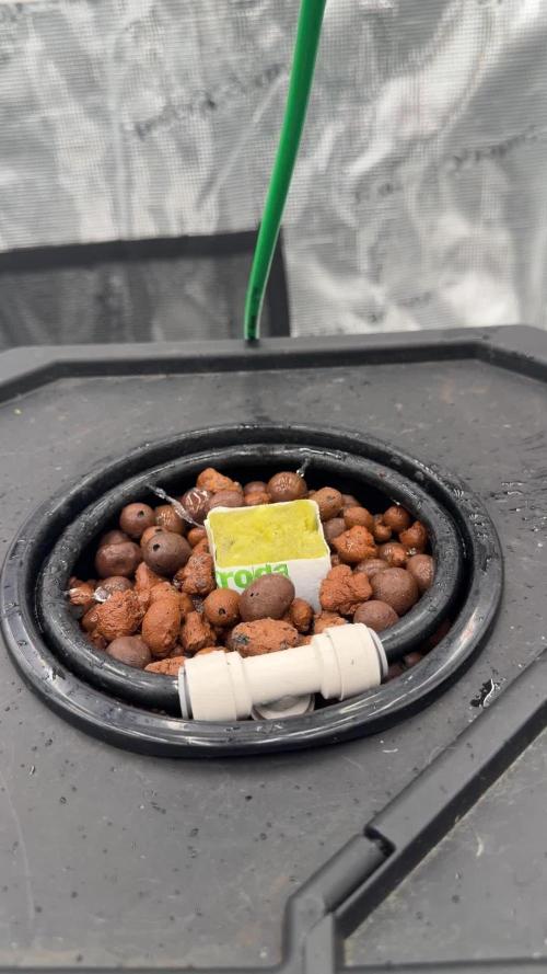 Studio 54 Stardust Auto DWC