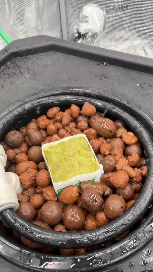 Pineapple Slush XL Auto DWC