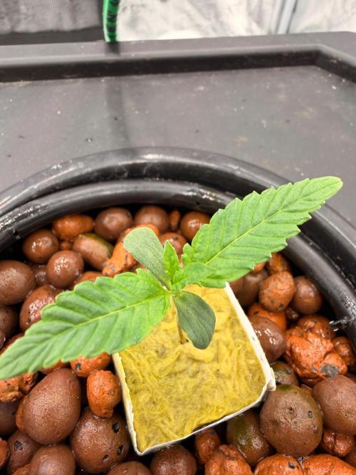 Pineapple Slush XL Auto DWC. Week 1