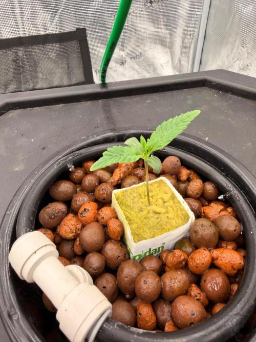 Pineapple Slush XL Auto DWC. Week 1