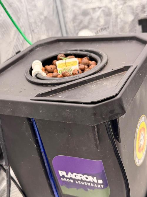 Studio 54 Stardust Auto DWC. Week 1