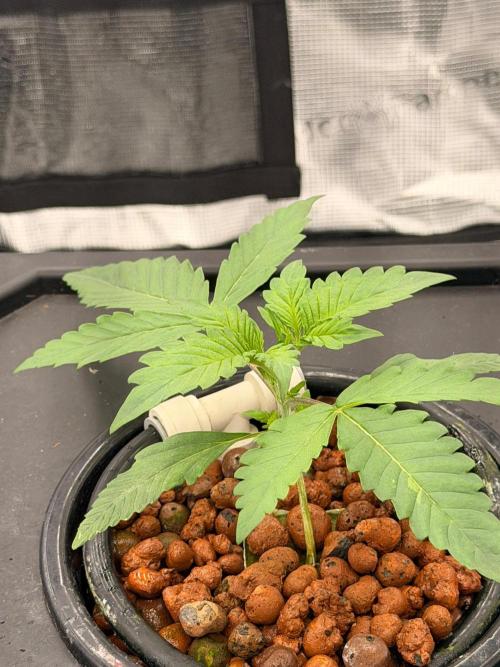 Pineapple Slush XL Auto DWC. Week 2