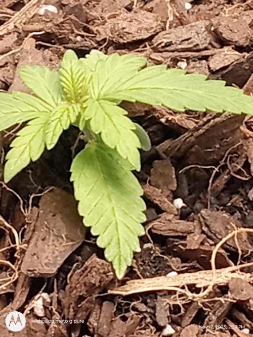 snow man. Week 2 - frost banger it was 19 degrees this morning 
