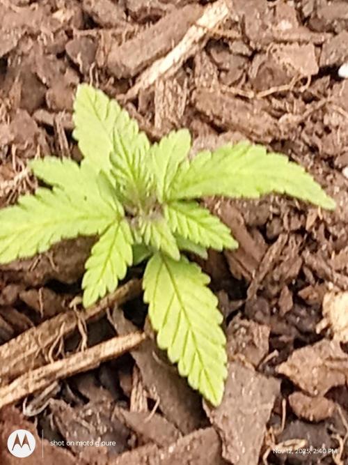 snow man. Week 2 - purple haze she purple right in the middle 