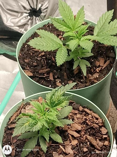 snow man. Week 4 - frost banger purple haze 