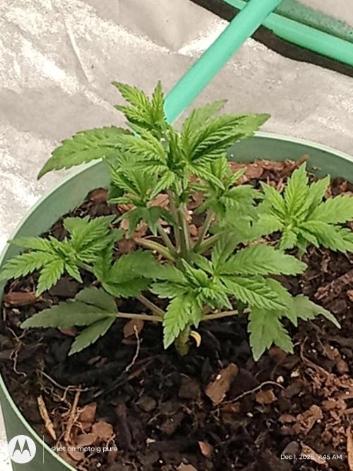 snow man. Week 5 - purp haze 