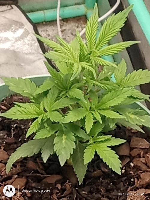 snow man. Week 5 - frost banger 