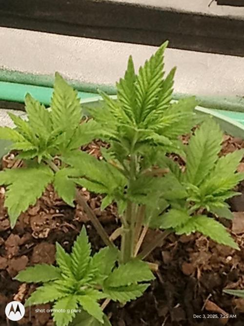 snow man. Week 5 - purp haze 