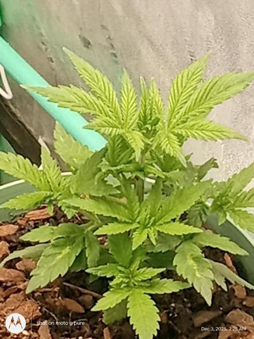 snow man. Week 5 - what ever was wrong it snapped out of it  frost banger 