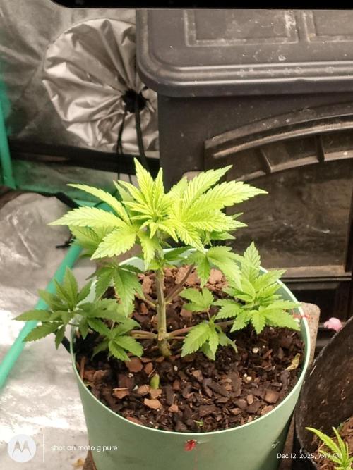 snow man. Week 6 - purple haze 