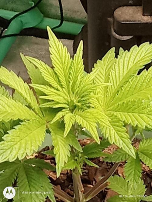 snow man. Week 6 - purple haze budn