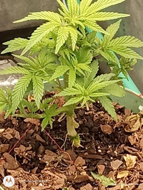 snow man. Week 7 - lst frost banger 