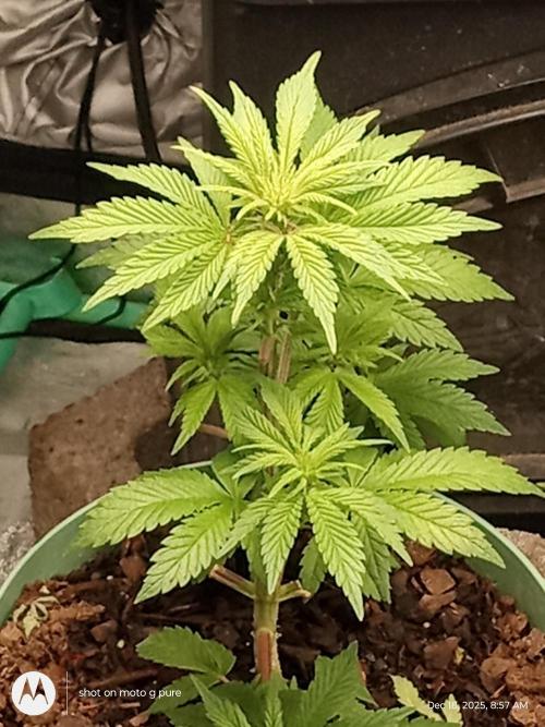 snow man. Week 7 - purple haze ost banger rp haze 