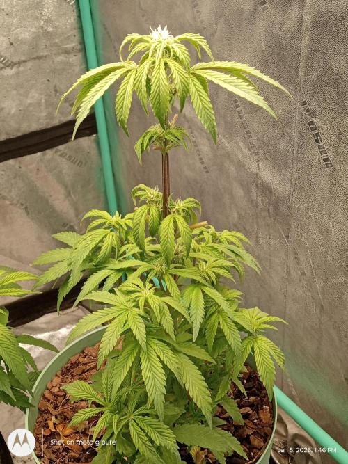 snow man. Week 8 - frost banger 