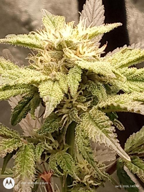 snow man. Week 8 - purpw