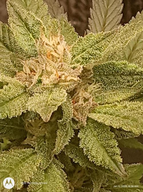 snow man. Week 9 - purple haze 