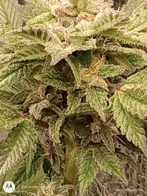 snow man. Week 9 - purp haze 