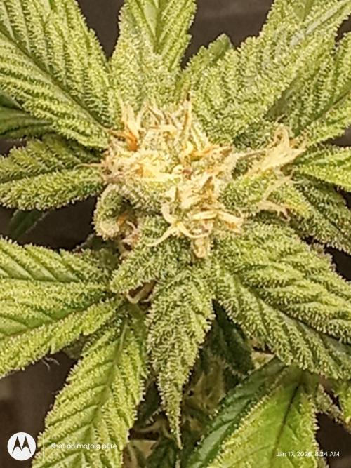 snow man. Week 9 - frost banger 