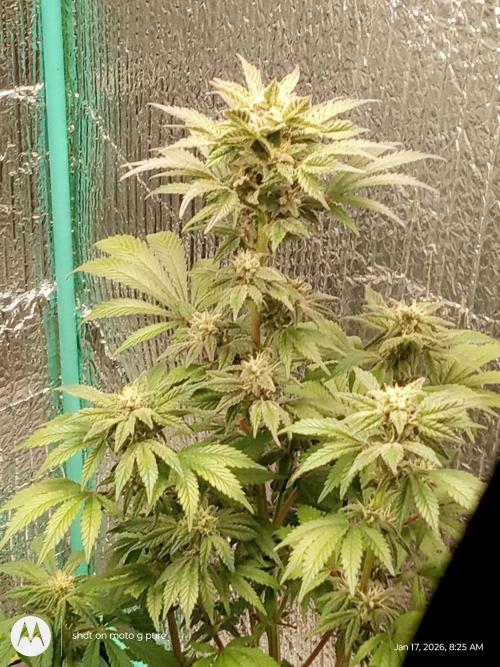 snow man. Week 9 - purple haze 