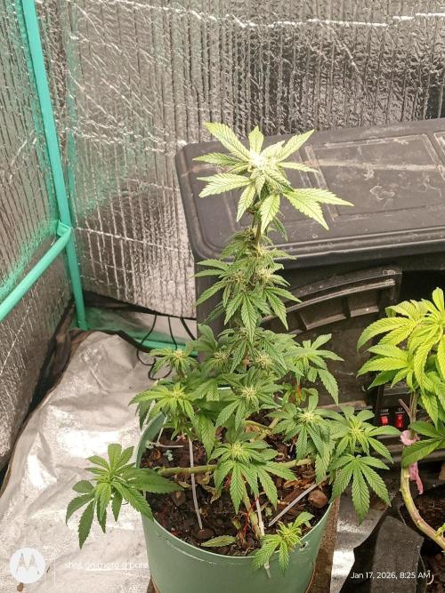 snow man. Week 9 - frost banger 