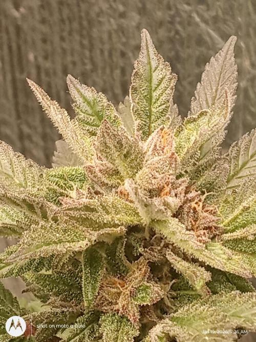 snow man. Week 10 - purple haze 