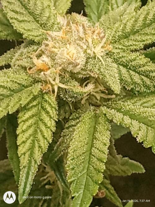 snow man. Week 10 - frost banger 