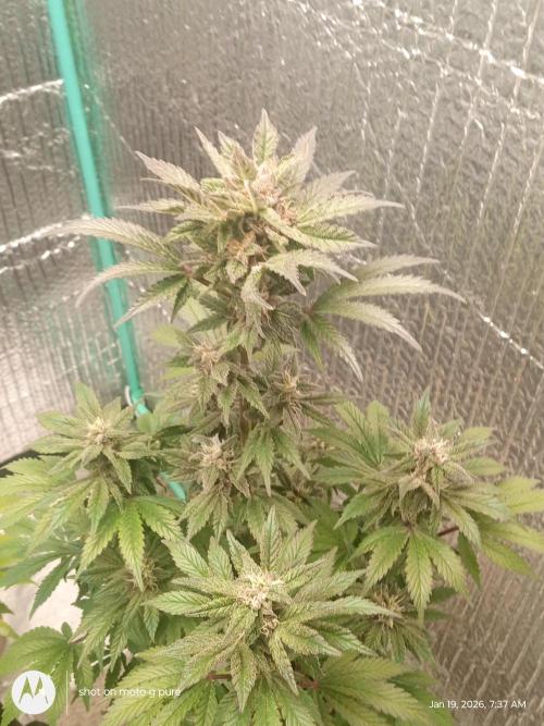 snow man. Week 10 - purple haze 