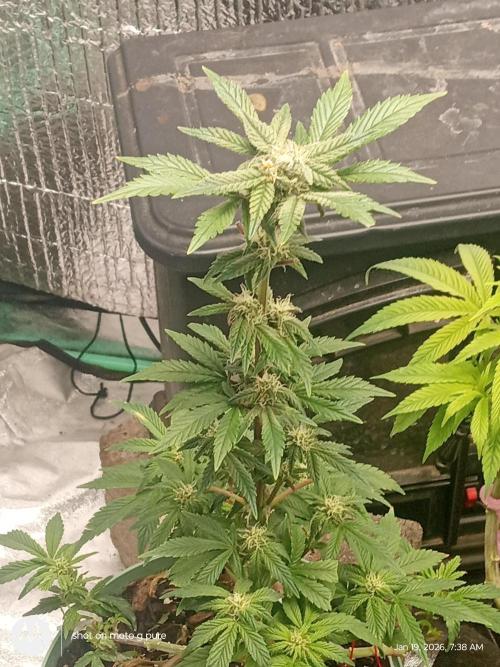 snow man. Week 10 - frost banger 